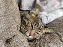 にゃんも