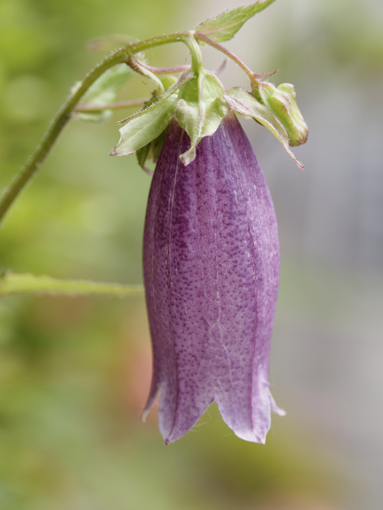 今日もぶらさがるホタルブクロさん