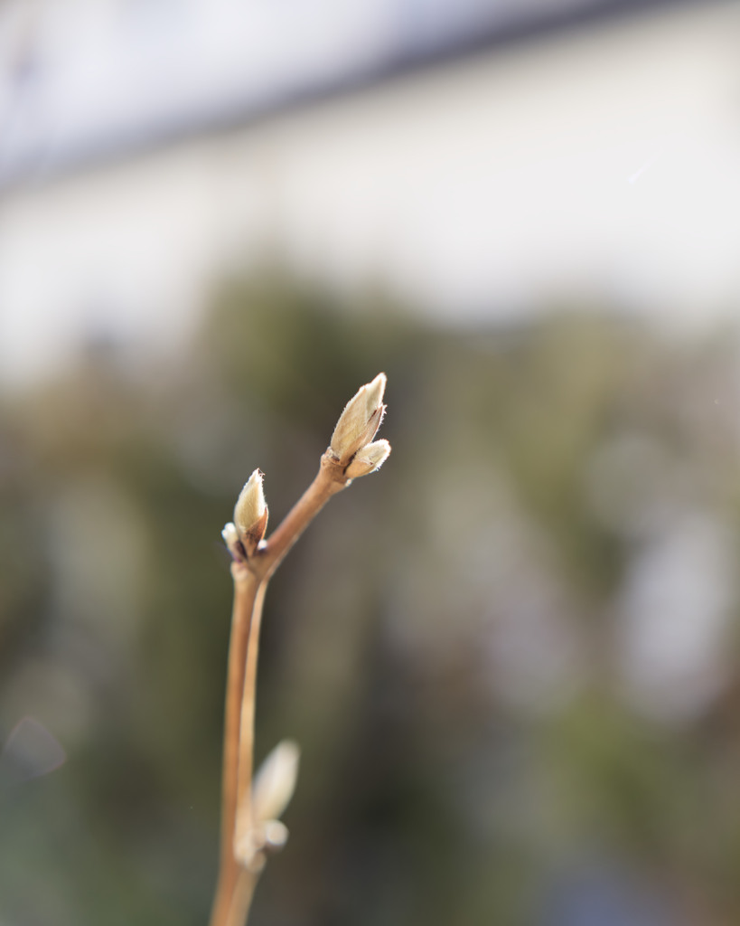 少しずつふくらむ