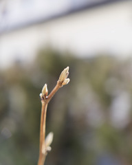 少しずつふくらむ