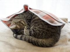 にゃんも
