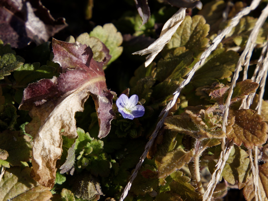 早くもオオイヌノフグリを発見