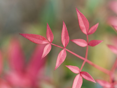 NANTEN RED