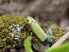 ポップでキュート