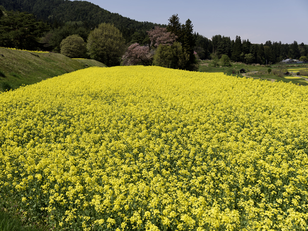 菜の花パラダイス