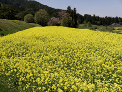 菜の花パラダイス