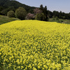 菜の花パラダイス