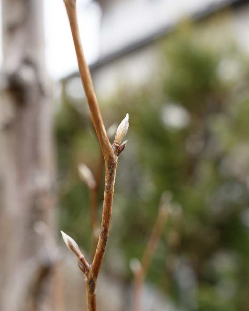 新芽スタンバイシリーズ