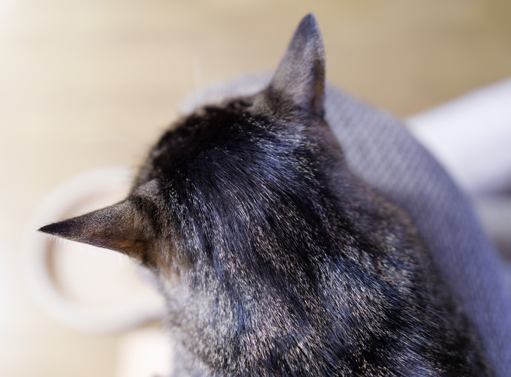 ねこあたま