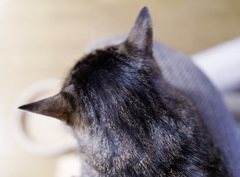 ねこあたま