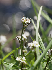 タネツケバナくんたち