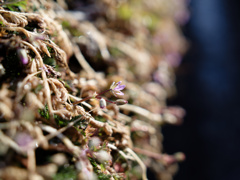 オランダフウロくん