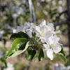 りんごの花