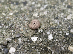 最近落ちてる謎の物体