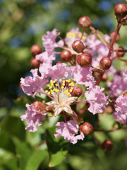 サルスベリくんのお花盛り
