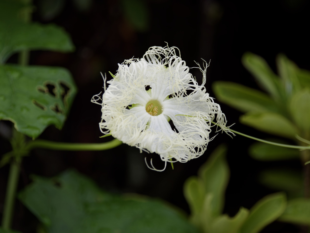 不思議なトウカラスウリくん