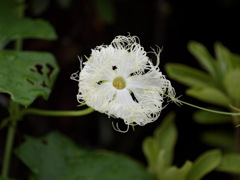 不思議なトウカラスウリくん