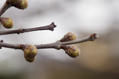 蝋梅くんのつぼみ