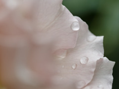 あめしずくシリーズ