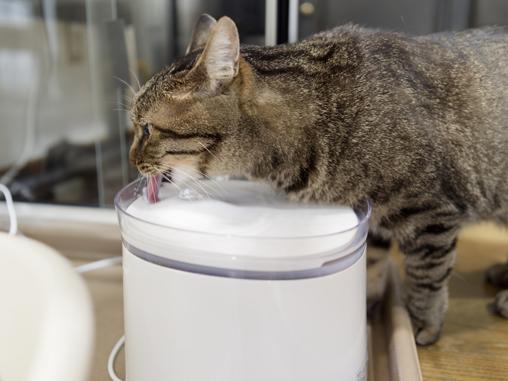 のみねこ