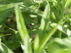 ｶｴﾙ