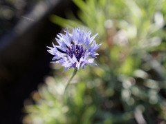 ヤグルマギクくん