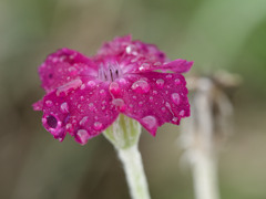 あさつゆジューシーシリーズ