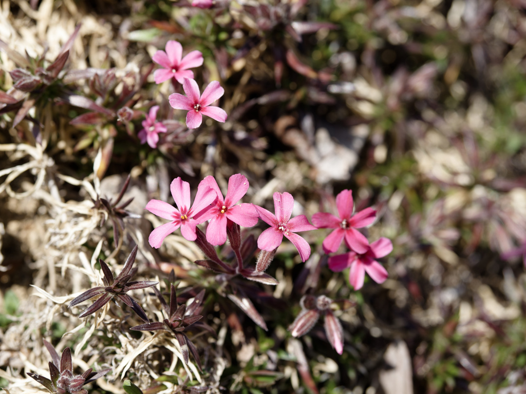 お気に入りカラーのしばざくらちゃん
