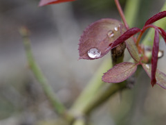 あめあがりジューシーシリーズ
