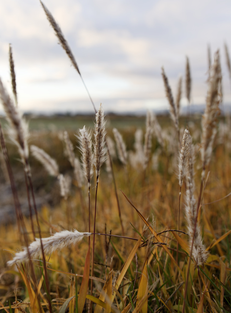 もしゅもしゅくん
