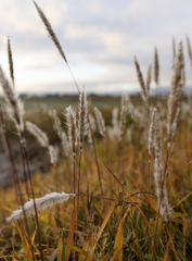 もしゅもしゅくん