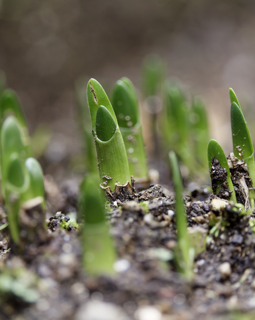 にょきにょきくん