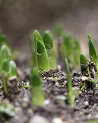 にょきにょきくん