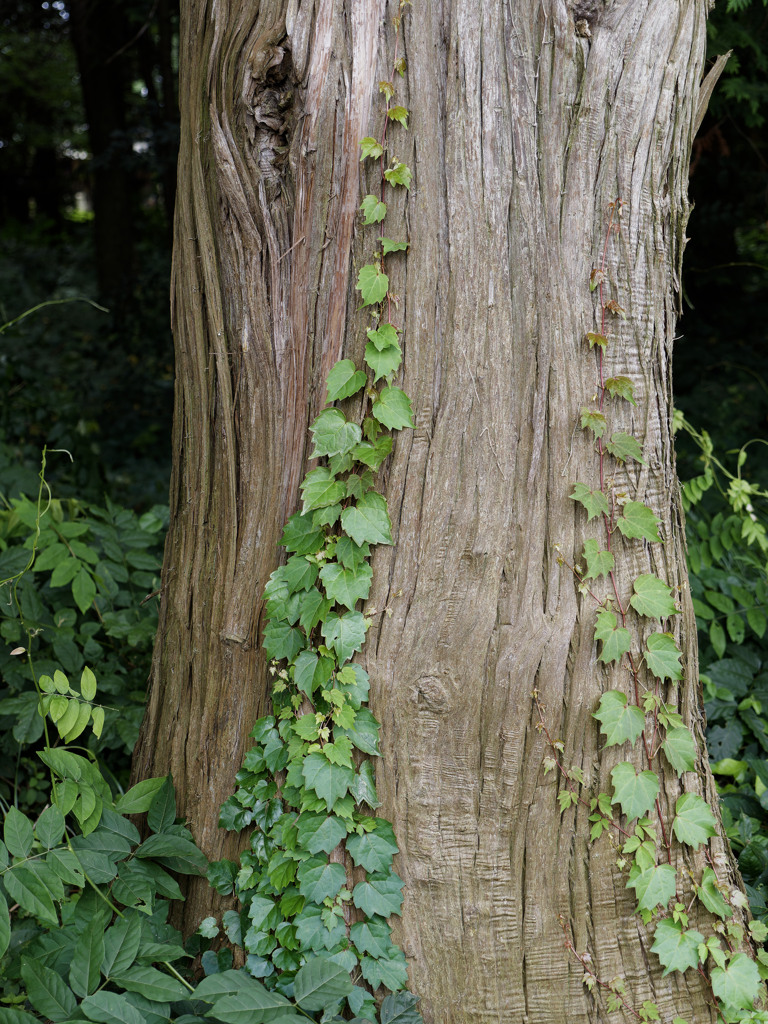 緑のグラデーション