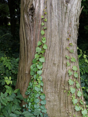 緑のグラデーション
