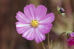 モスモス モスモス