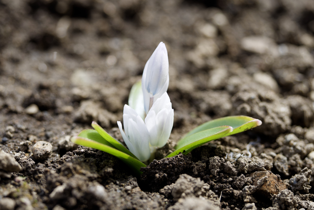 突然咲き始めた子を発見