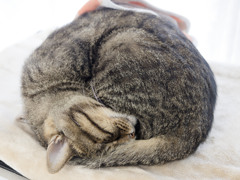 まるさに定評がある