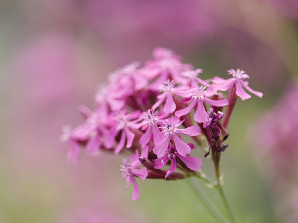 ムシトリナデシコくん