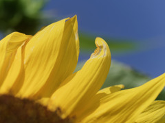 夏のおもかげシリーズ