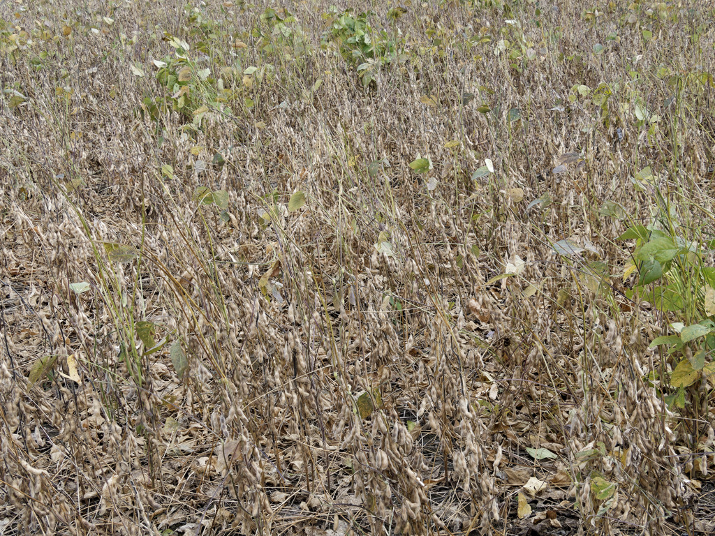 Daizu of Field