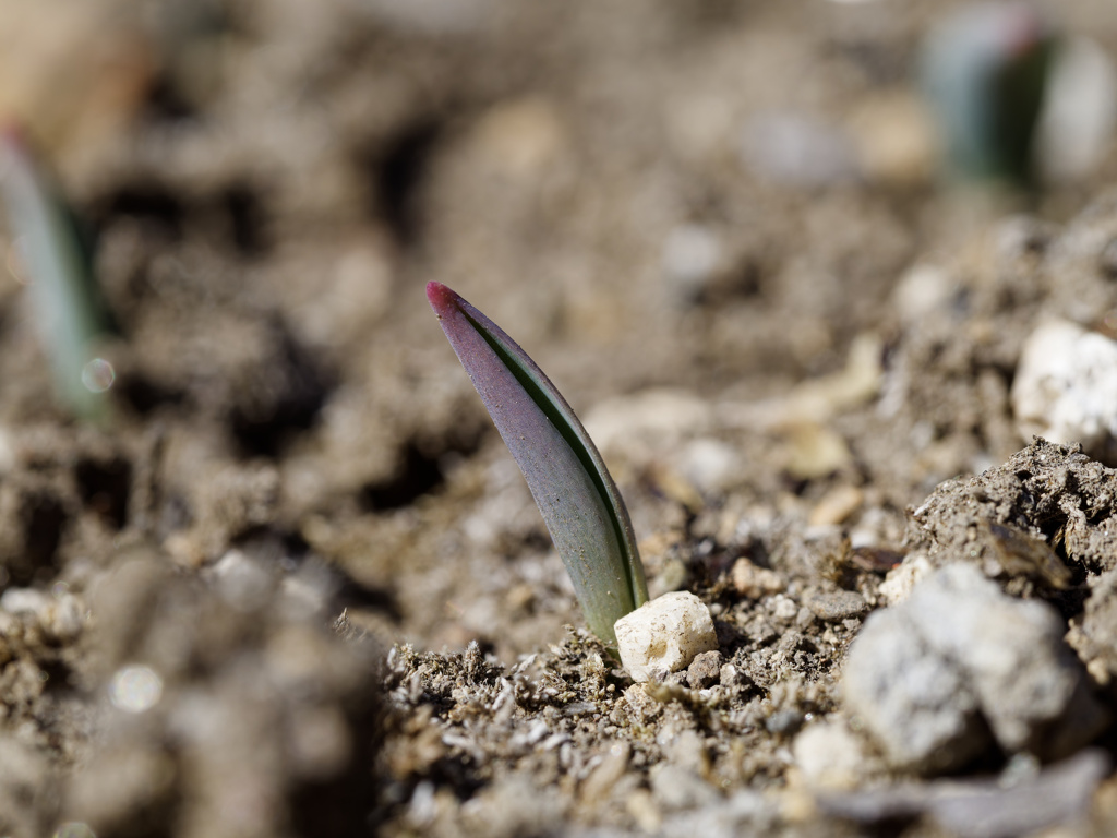 にょきにょきくんシリーズ