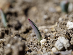 にょきにょきくんシリーズ