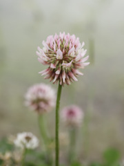 ナゾイロツメクサ