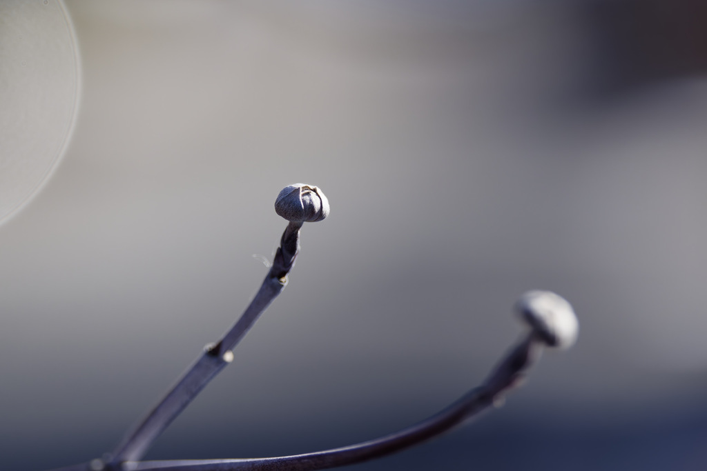 つぼみっちシリーズ