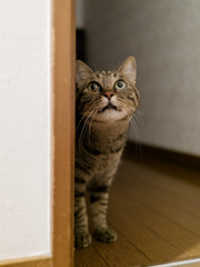にゃんも