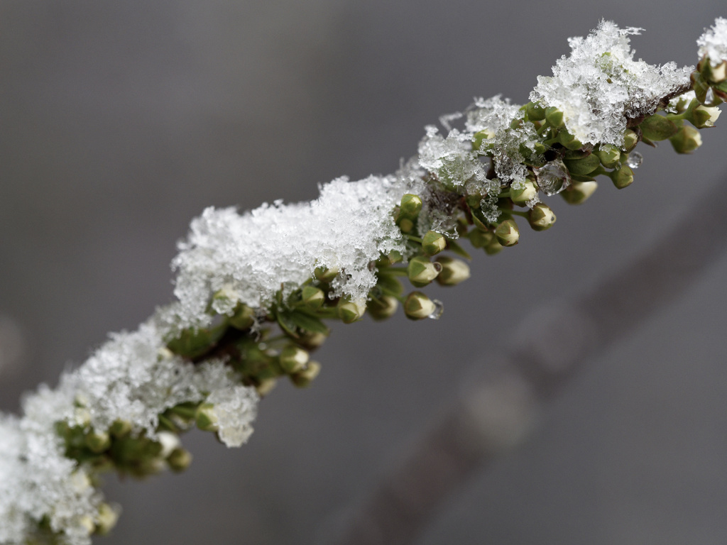 ユキヤナギくん feat. 雪
