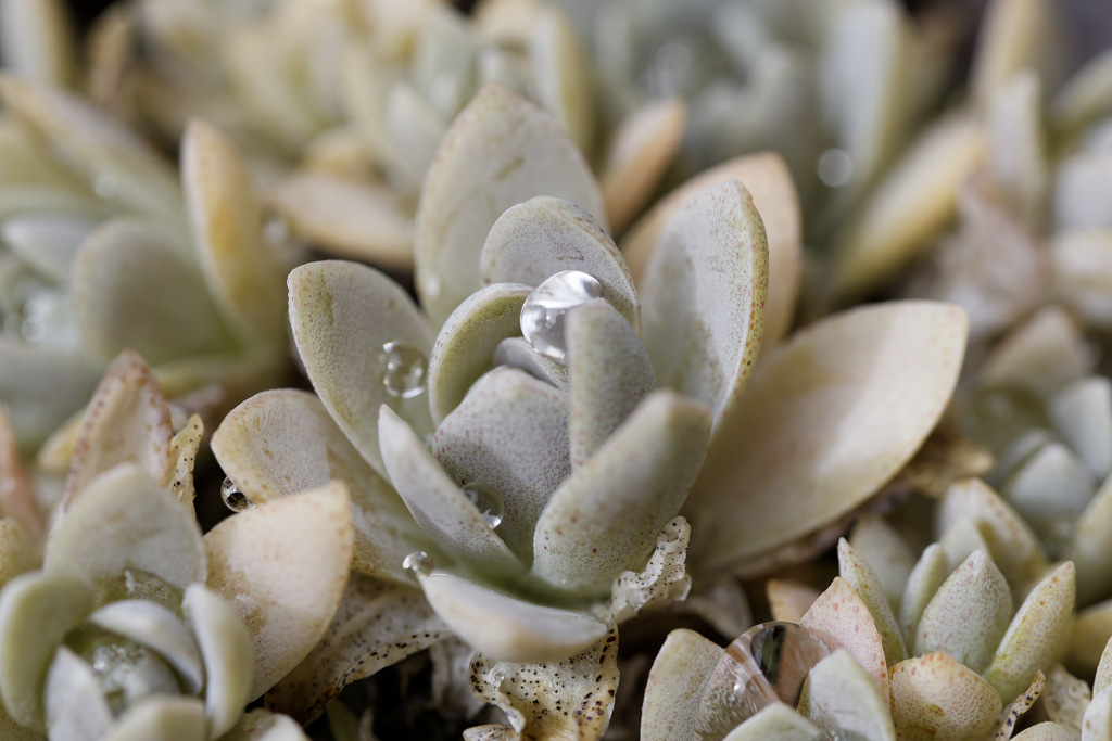 雨上がりの多肉ちゃん