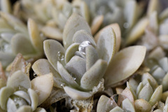 雨上がりの多肉ちゃん