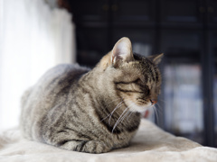 にゃんも